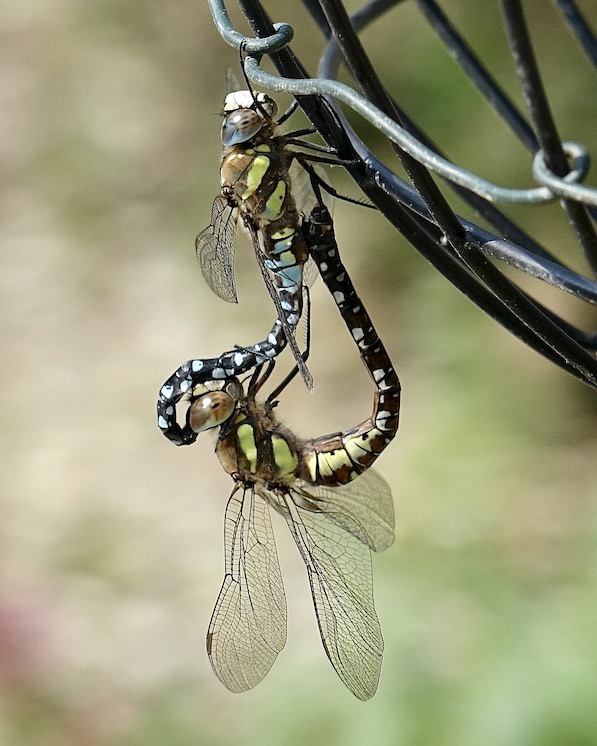 migrant hawker